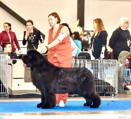 Фото: ньюфаундленд Aquatoriya Kelvin Marschall (Акватория Келвин Марсчалл)