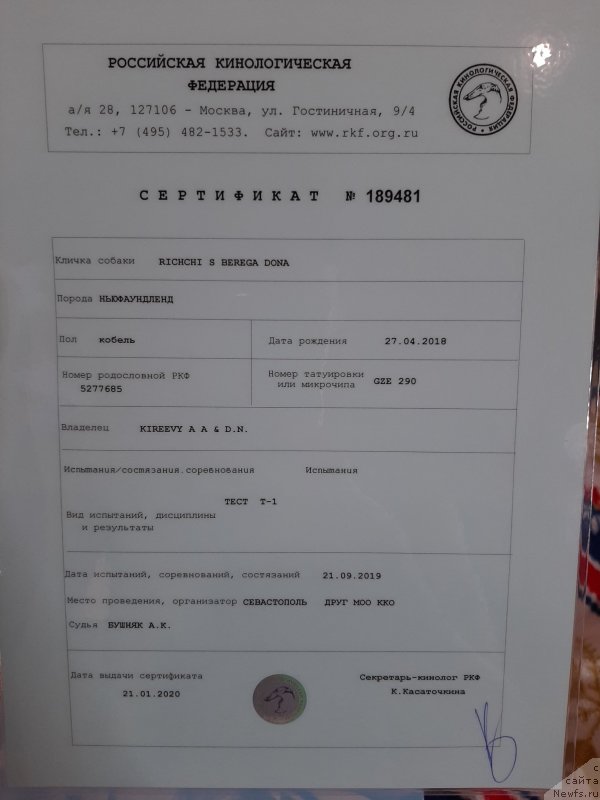 Фото: ньюфаундленд Richchi s Berega Dona (Риччи с Берега Дона)