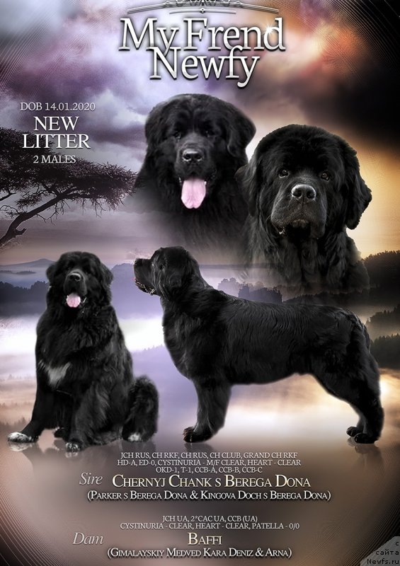 Фото: ньюфаундленд Chernyj Chank s Berega Dona (Черный Чанк с Берега Дона), ньюфаундленд Baffi (Баффи)