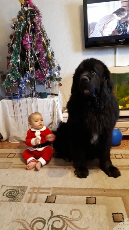 Фото: ньюфаундленд Daanich Veselyiy Rodjer (Даанич Веселый Роджер)