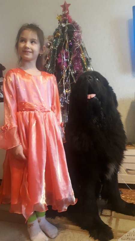 Фото: ньюфаундленд Daanich Veselyiy Rodjer (Даанич Веселый Роджер)