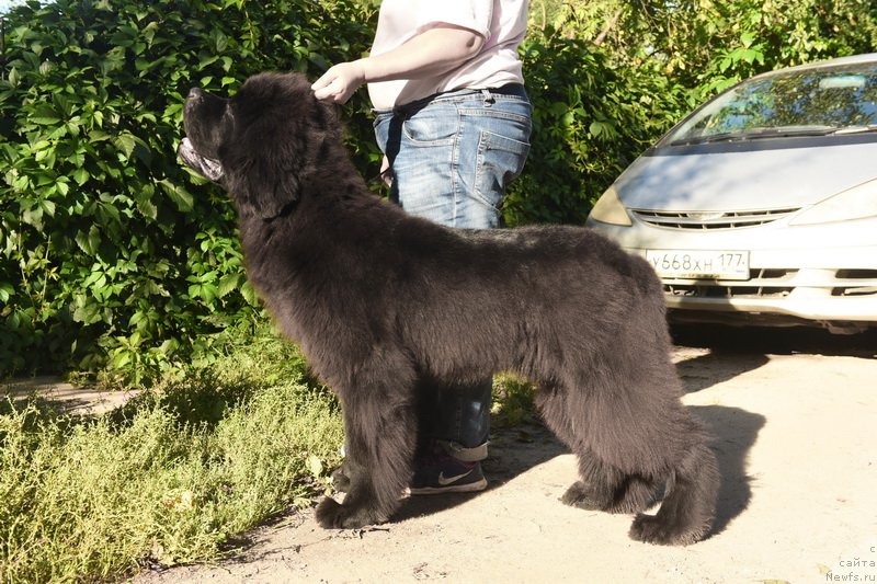 Фото: ньюфаундленд Sent Djons Fantom (Сент Джонс Фантом)