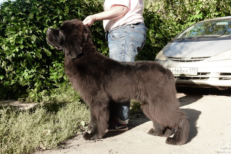 Фото: ньюфаундленд Sent Djons Fantom (Сент Джонс Фантом)