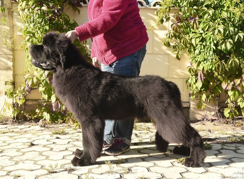 Фото: ньюфаундленд Sent Djons Fantom (Сент Джонс Фантом)