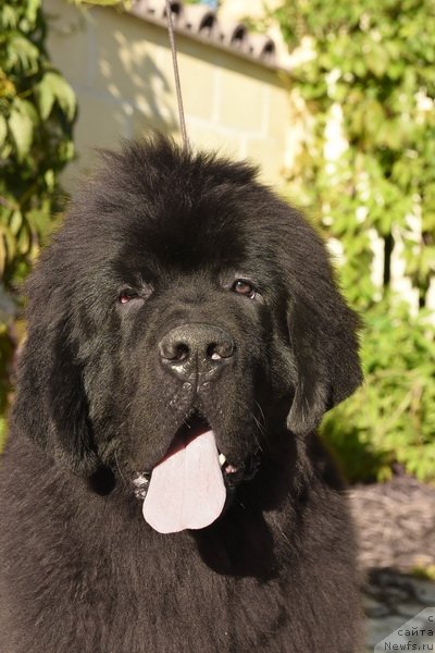 Фото: ньюфаундленд Sent Djons Fantom (Сент Джонс Фантом)