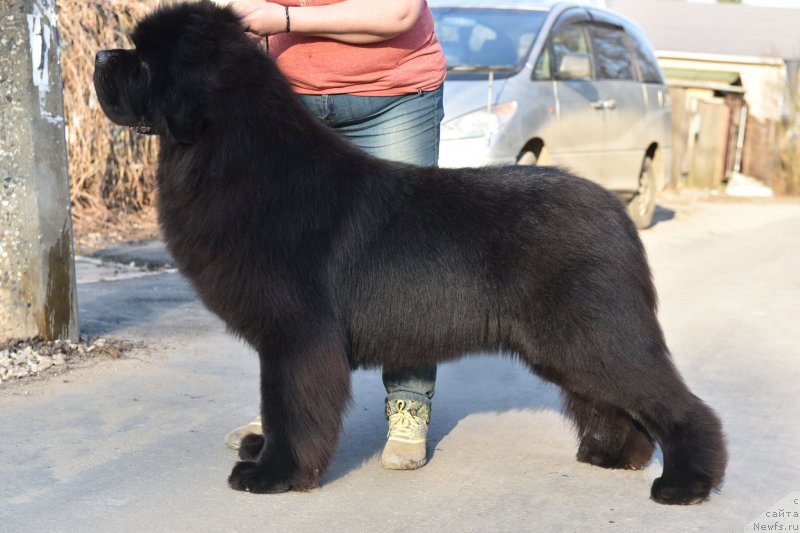 Фото: ньюфаундленд Sent Djons Fantom (Сент Джонс Фантом)