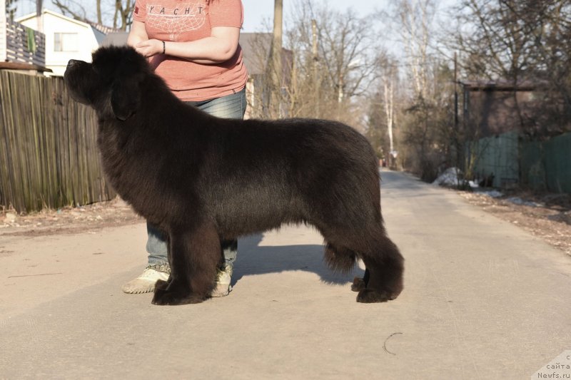 Фото: ньюфаундленд Sent Djons Fantom (Сент Джонс Фантом)