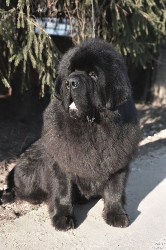 Фото: ньюфаундленд Sent Djons Fantom (Сент Джонс Фантом)