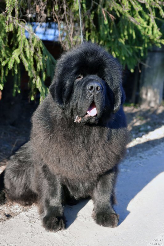 Фото: ньюфаундленд Sent Djons Fantom (Сент Джонс Фантом)