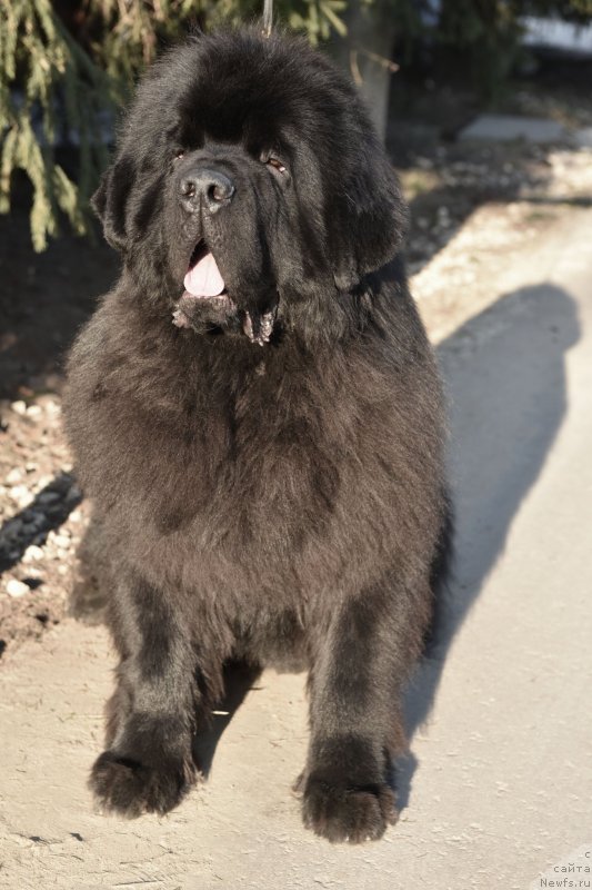 Фото: ньюфаундленд Sent Djons Fantom (Сент Джонс Фантом)