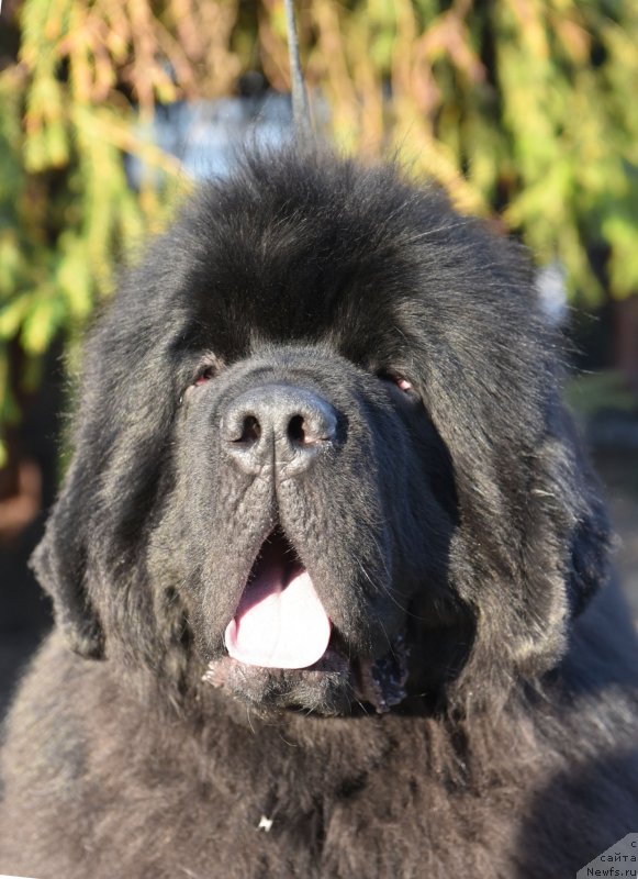 Фото: ньюфаундленд Sent Djons Fantom (Сент Джонс Фантом)