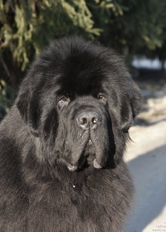 Фото: ньюфаундленд Sent Djons Fantom (Сент Джонс Фантом)