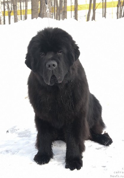 Фото: ньюфаундленд Sent Djons Fantom (Сент Джонс Фантом)