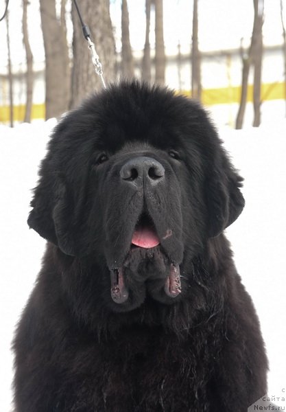 Фото: ньюфаундленд Sent Djons Fantom (Сент Джонс Фантом)