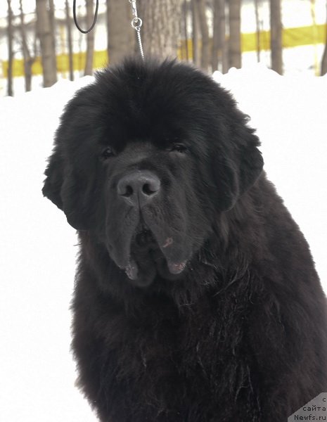 Фото: ньюфаундленд Sent Djons Fantom (Сент Джонс Фантом)