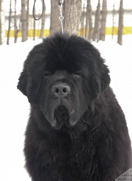 Фото: ньюфаундленд Sent Djons Fantom (Сент Джонс Фантом)