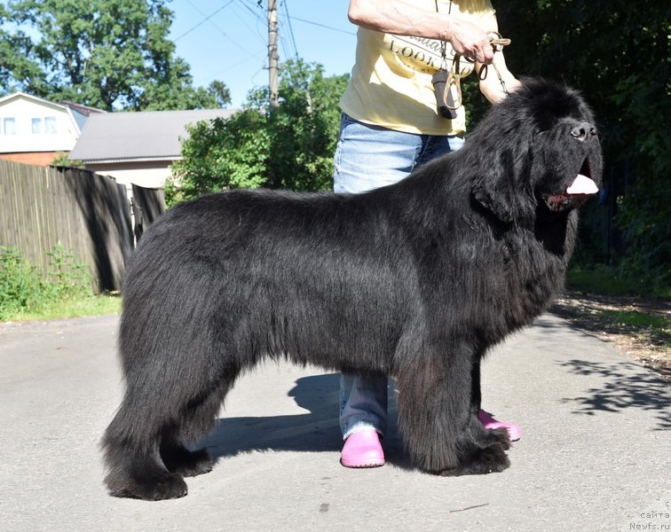 Фото: ньюфаундленд Sent Djons Fantom (Сент Джонс Фантом)