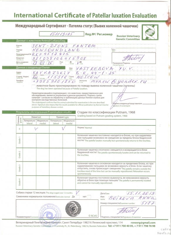 Фото: ньюфаундленд Sent Djons Fantom (Сент Джонс Фантом)