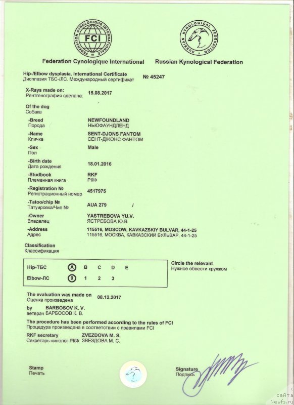 Фото: ньюфаундленд Sent Djons Fantom (Сент Джонс Фантом)