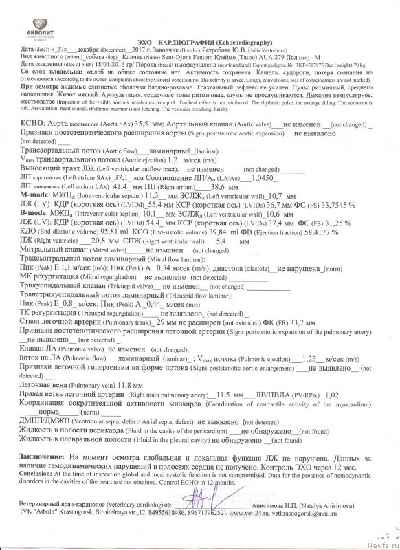 Фото: ньюфаундленд Sent Djons Fantom (Сент Джонс Фантом)