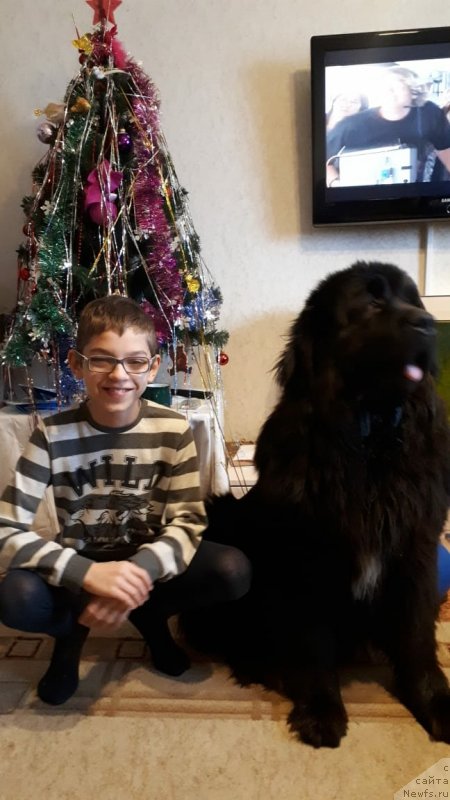 Фото: ньюфаундленд Daanich Veselyiy Rodjer (Даанич Веселый Роджер)