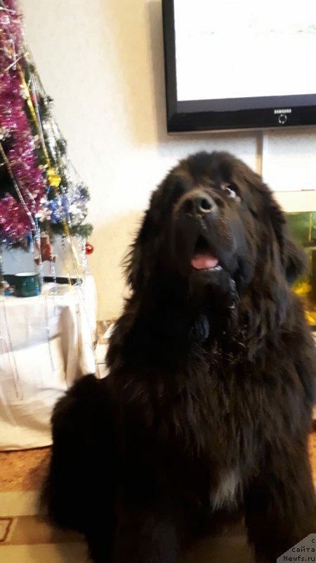 Фото: ньюфаундленд Daanich Veselyiy Rodjer (Даанич Веселый Роджер)