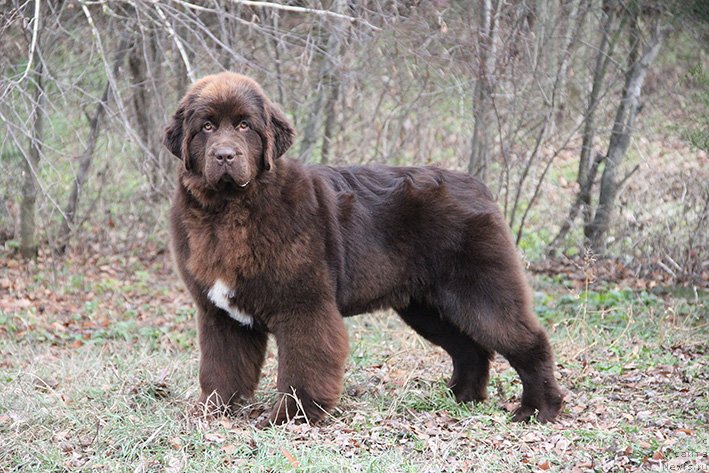 Фото: ньюфаундленд CHilimgur Val'kiriya (Чилимгур Валькирия)