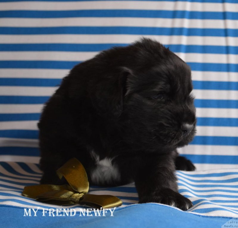 Фото: ньюфаундленд May Frend N'yufi Korsar Dreyk (Май Френд Ньюфи Корсар Дрейк)