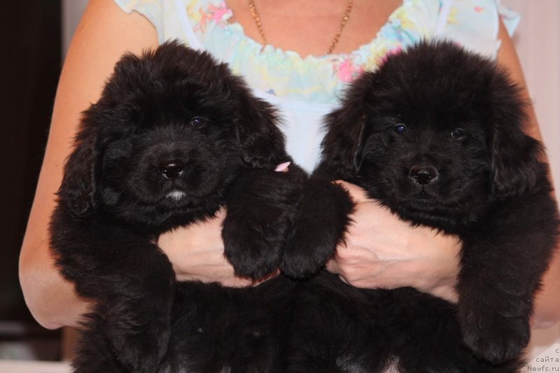 Фото: ньюфаундленд Super Premium Guffi (Супер Премиум Гуффи), ньюфаундленд Super Premium Germiona (Супер Премиум Гермиона)