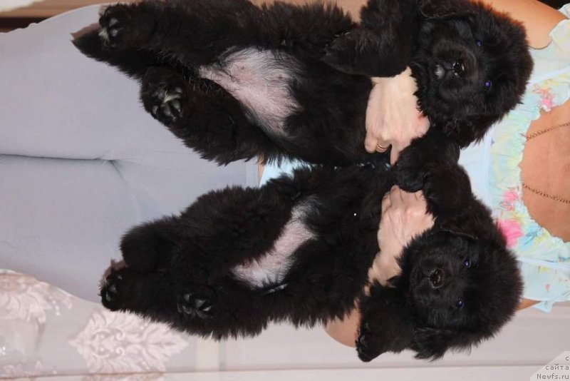 Фото: ньюфаундленд Super Premium Guffi (Супер Премиум Гуффи), ньюфаундленд Super Premium Germiona (Супер Премиум Гермиона)