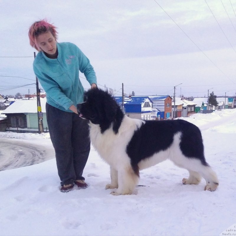 Фото: ньюфаундленд The Waves Sons Newfoundlands Secret To Keep