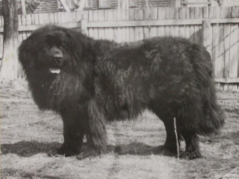 Фото: ньюфаундленд Ali von der Woltersdorfer Hohe (Али фон дер Вольтерсдорфер Хёэ)