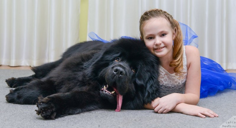 Фото: ньюфаундленд Inviting Look of Love (Инвайтинг Лук оф Лав)