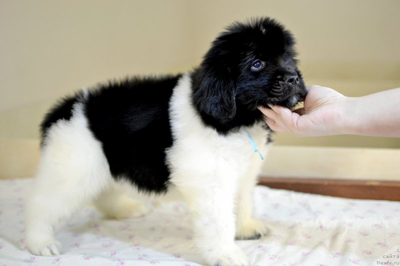 Фотография № 246228