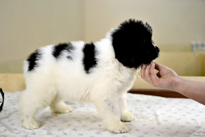 Фотография № 246230