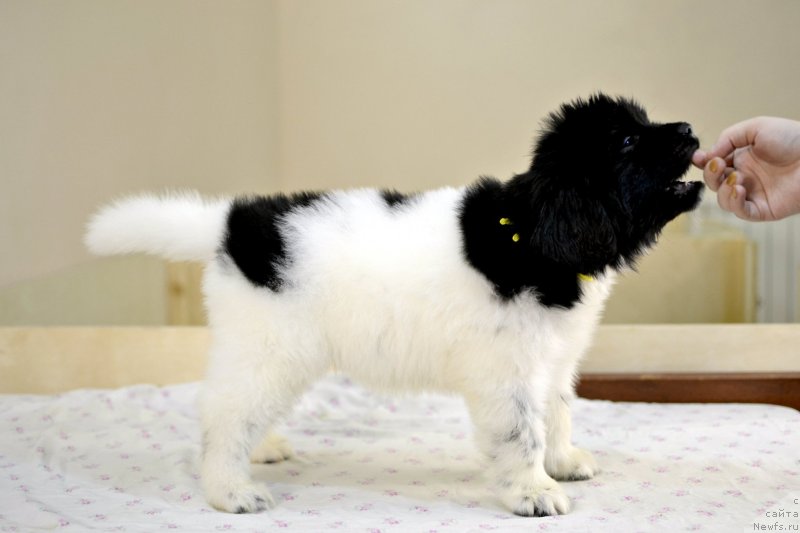 Фотография № 246234