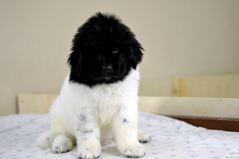 Фотография № 246235