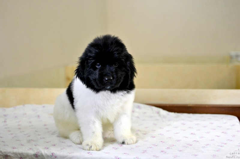 Фотография № 246237