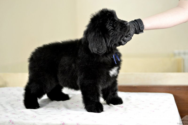 Фотография № 246238