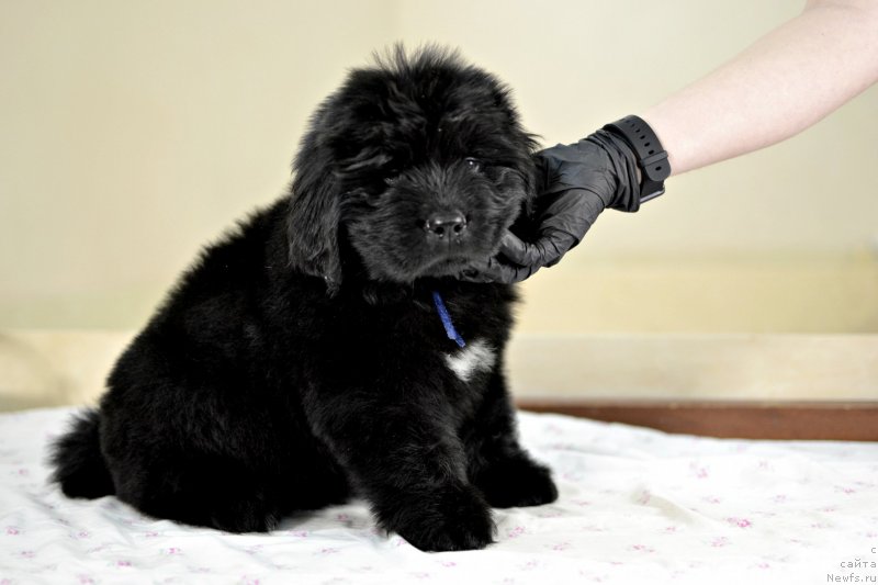 Фотография № 246239