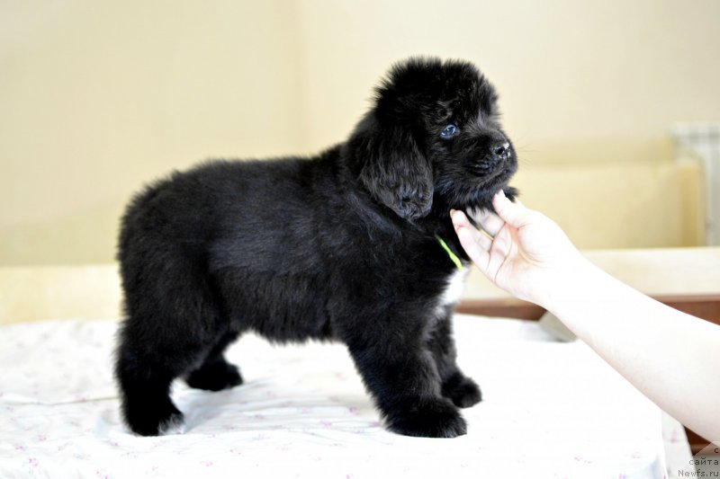 Фотография № 246240