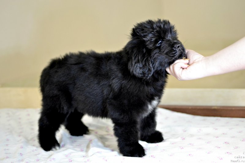 Фотография № 246242