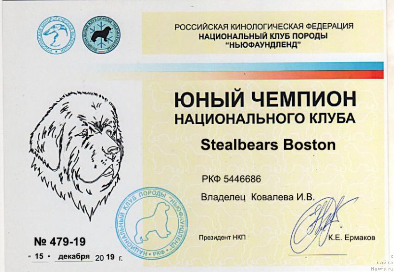 Фото: ньюфаундленд Stealbears Boston (Стеалбеарс Бостон)