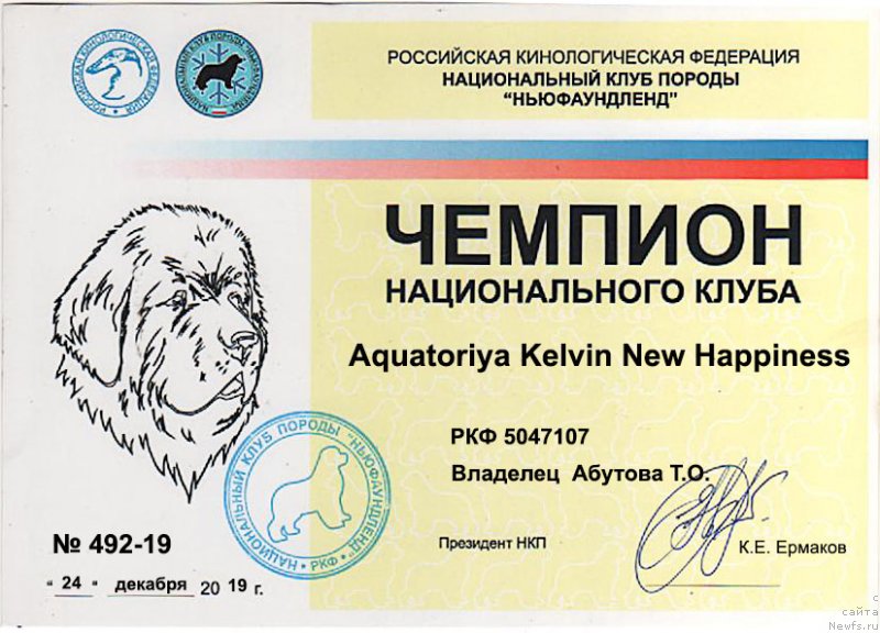 Фото: ньюфаундленд Aquatoriya Kelvin New Happiness