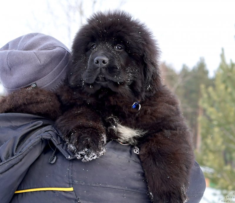 Фото: Акватория Келвин Урса Мажор