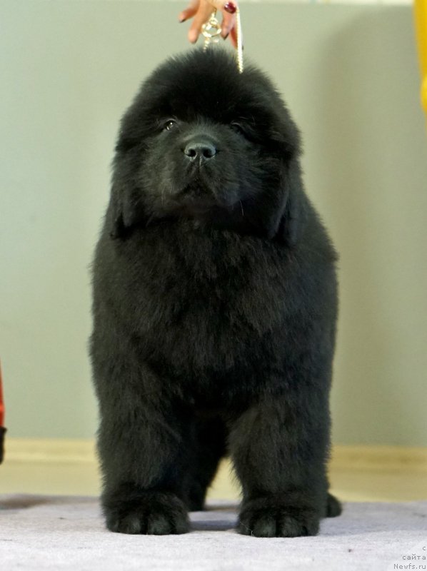 Фото: ньюфаундленд Disoranto Dark Temptation, ньюфаундленд Aquatoriya Kelvin Yuse of Magic Spirit (Акватория Келвин Юз оф Мэджик Спирит)