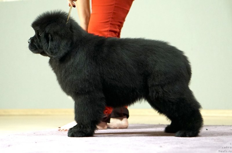 Фото: Акватория Келвин Харизма