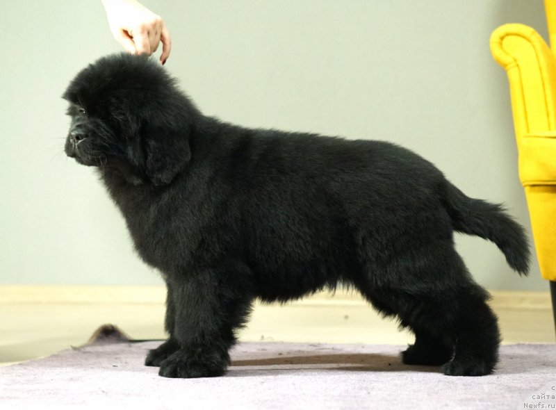 Фото: Акватория Келвин Харизма