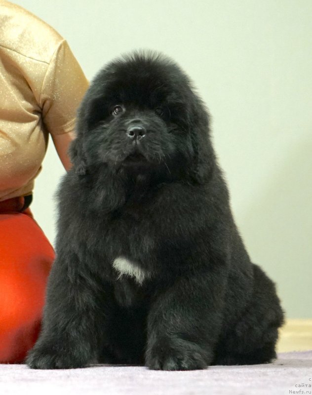 Фото: Акватория Келвин Харизма