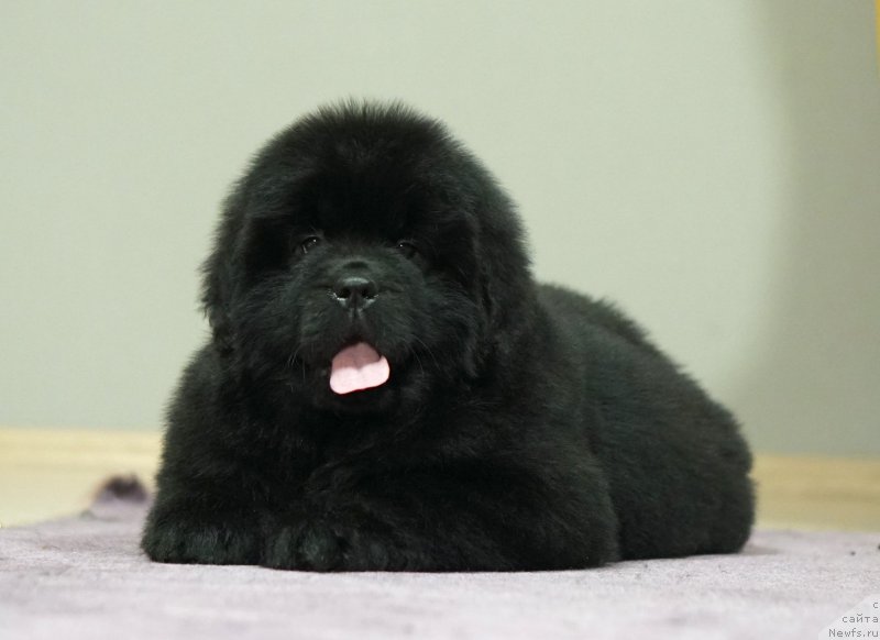 Фото: Акватория Келвин Харизма